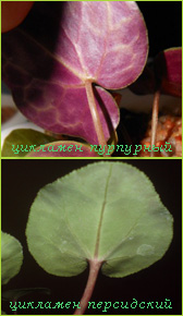 Листья цикламена персидского и пурпурного
