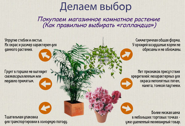 статьи о растениях из  газет и журналов Komnatnye-rasteniya-7-jpg1