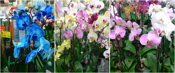 Орхидеи на продажу