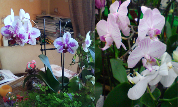 Цветущая орхидея фаленопсис