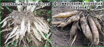 Формирование корневых клубней якона