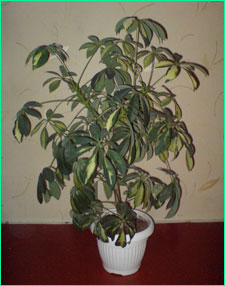 Шефлера (Schefflera)
