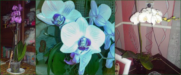 Цветущие орхидеи фаленопсис после пересадки