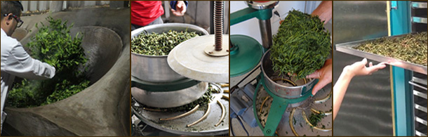 Обработка чайного листа