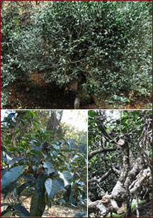 Чайные деревья Camellia sinensis var assamica cv. Menghai Dayecha