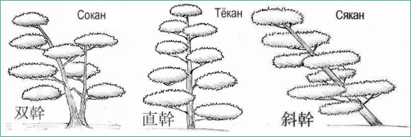 Бонсай из сосны схема