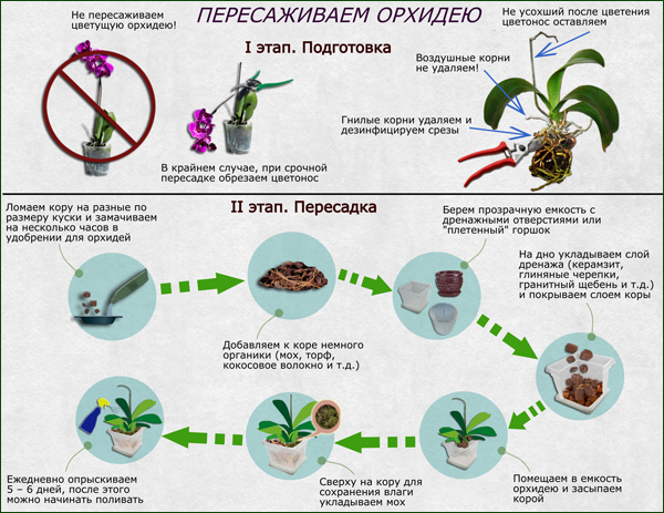 Пересадка орхидеи