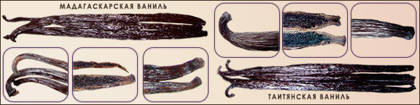 Разновидности ванили