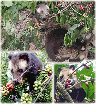 Создатель кофе Kopi Luwak