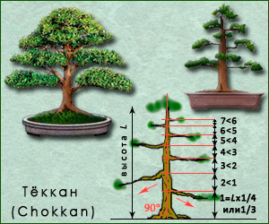 Стиль бонсай Тёккан/Чоккан (Chokkan)