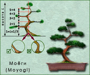 Стиль бонсай Моёги/Мойоги (Moyogi)