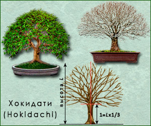 Стиль бонсай Хокидати/Хокидачи (Hokidachi)