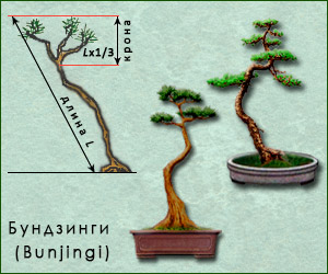 Стиль бонсай Бундзинги/Бунджинги (Bunjingi)