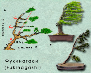 Стиль бонсай Фукинагаси (Fukinagashi)