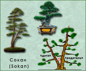 Стиль бонсай Сокан (Sokan)