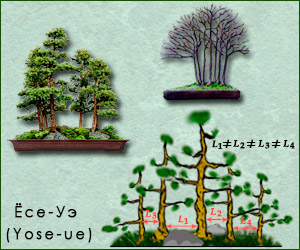 Стиль бонсай Ёсе-Уэ (Yose-ue)