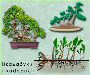 Стиль бонсай Икадабуки (Ikadabuki)