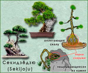 Стиль бонсай Секидзёдзю (Sekijoju)