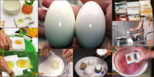 Поддельные куриные яйца в Китае