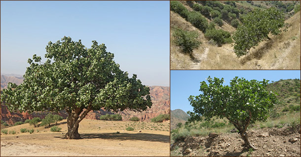 Фисташковое дерево Pistacia vera