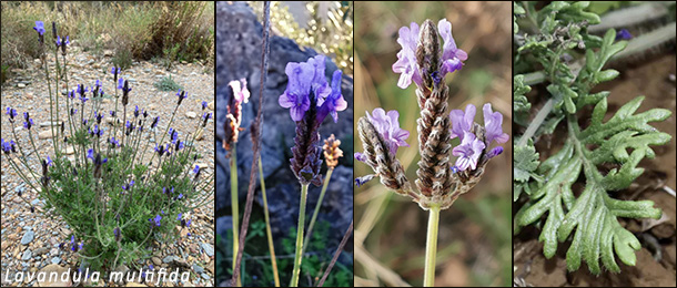 папоротниковая лаванда Lavandula multifida