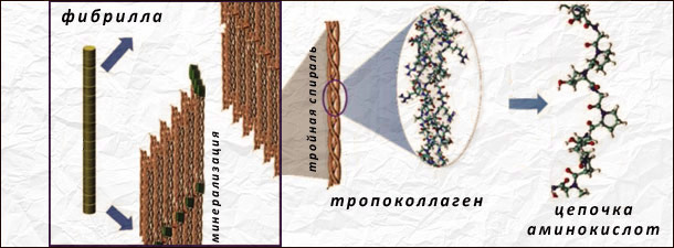 Структура коллагена