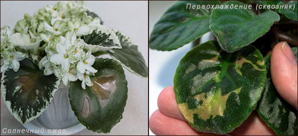 Пятна на листьях фиалки