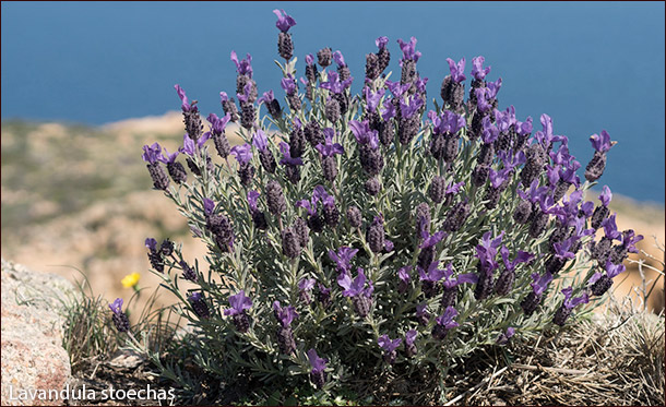 Lavandula stoechas