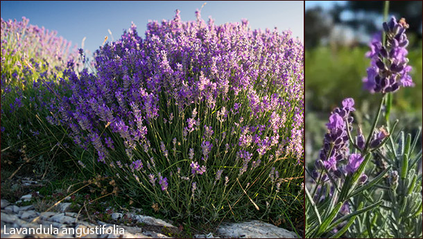 Lavandula angustifolia