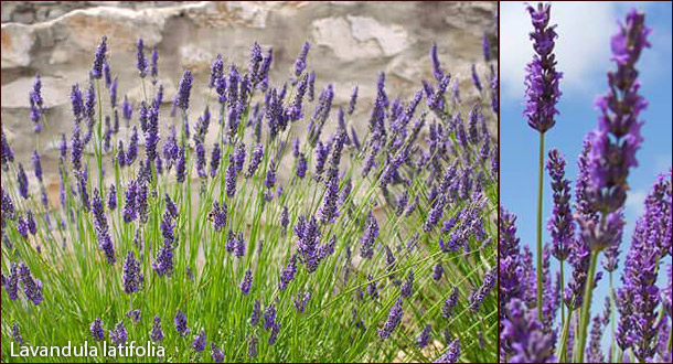 Lavandula latifolia