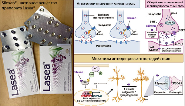 Механизмы воздействия лаванды