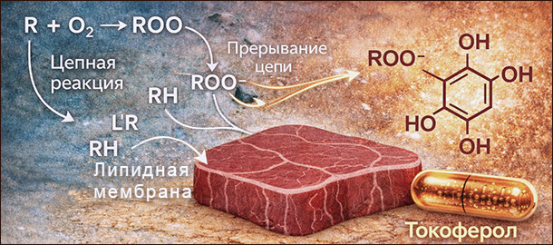 Антиоксиданты в еде