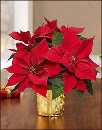 Пуансеттия
