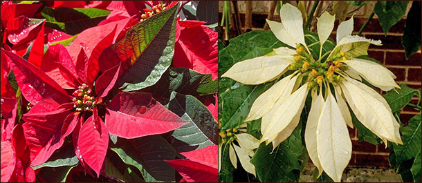 Прицветники, а не лепестки Как цветет паунсеттия