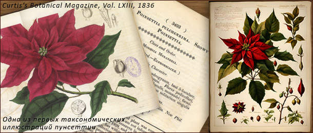 Глазами ботаника на языке науки Ботаническое изображение пуансеттии