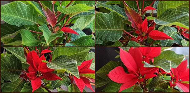 Обретение праздничного цвета Прицветники пуансеттии