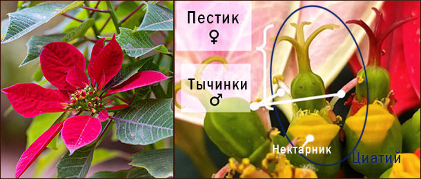 Архитектура настоящего цветка Цветок пуансеттии или циатий