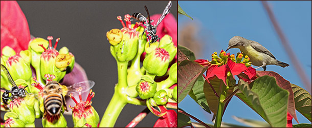 Крылатые помощники зарождения новой жизни Опылители пуансеттии