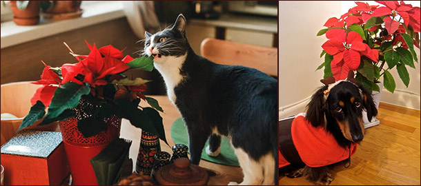 Пуансеттия привлекательна, но лучше держать пушистиков подальше Пуансеттия и домашние питомцы