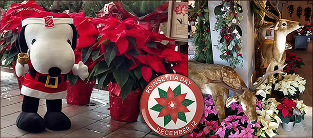 Национальный день пуансеттии