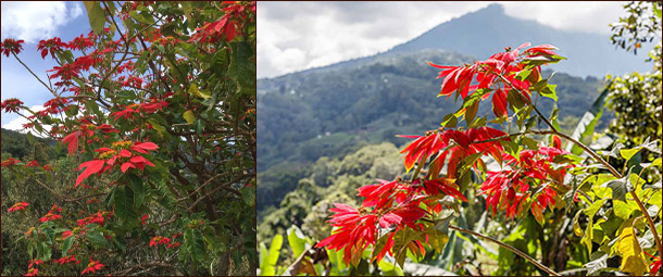 На склонах среди тропической зелени Пуансеттия