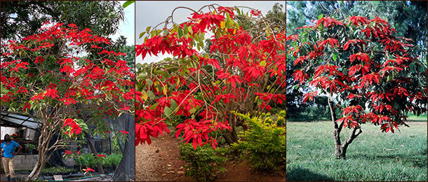В природе это совсем не мини-кустик Пуансеттия