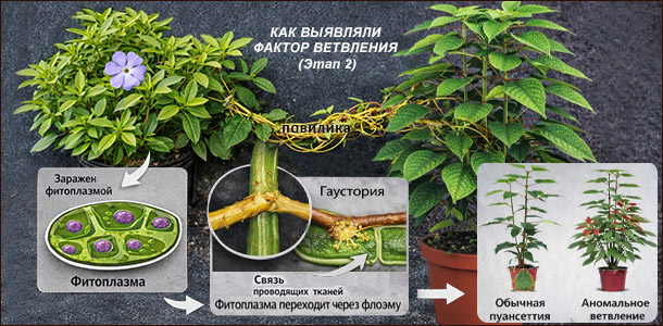 Эксперимент по обнаружению фитоплазмы