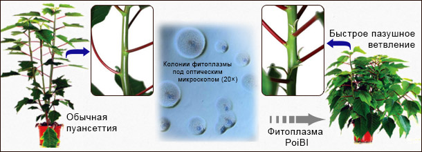 Фитоплазма и ветвление