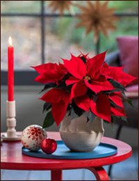 Пуансеттия