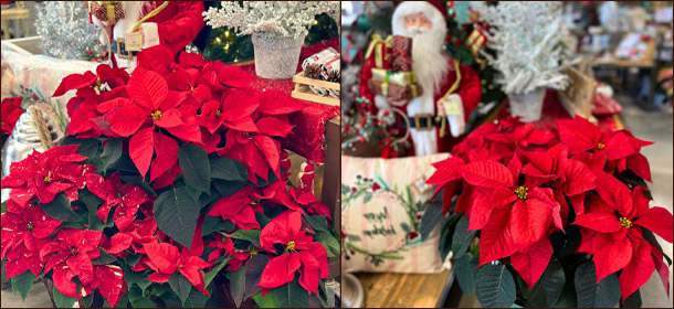 Символ Рождества