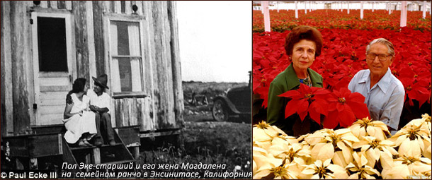 История пуансеттии