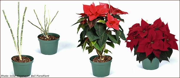 Морфотипы пуансеттии