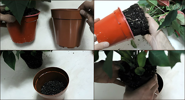 Пересадка пуансеттии