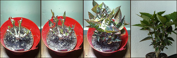 Обрезка пуансеттии